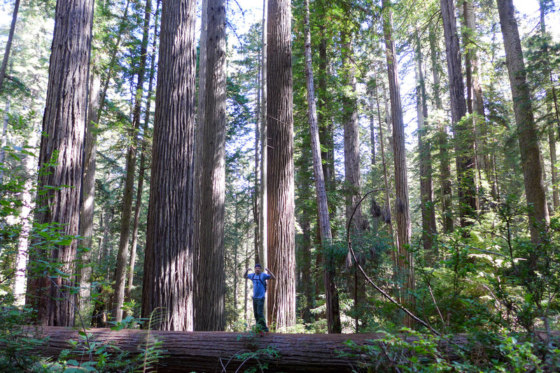 I'm as mighty as the great redwoods!