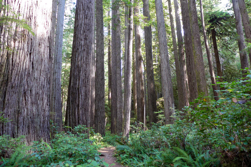 We had this pristine trail and massive forest practically all to ourselves.