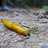The famous banana slug of the redwoods made a few appearances.