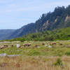 A herd of Roosevelt elk enjoying the day on the beach.