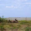 A male Roosevelt elk looks over his herd of lady elk.