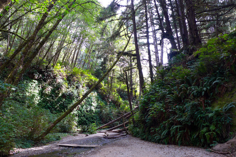 The end/entrance to Fern Canyon is spectacular and pretty unique.