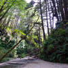 The end/entrance to Fern Canyon is spectacular and pretty unique.