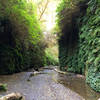 Steep walls lined with lush ferns grace the Fern Canyon Loop Trail.