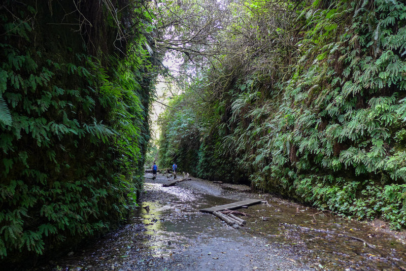 Fern Canyon has a trickle of a stream rolling through it.