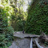 Dancing down the wonderful Fern Canyon Loop Trail makes for a great way to enjoy the moment.