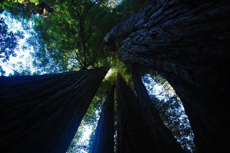 Redwood's tall, tall trees along the Tall Trees Trail.