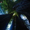 Redwood's tall, tall trees along the Tall Trees Trail.