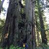 Dwarfed by the immense Redwoods of Big Tree Wayside.