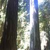 The massive redwoods of Big Tree Wayside.