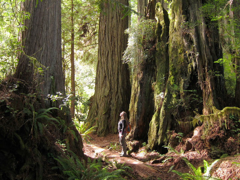 A hiker enjoys massive redwoods at Prairie Creek Redwoods State Park.