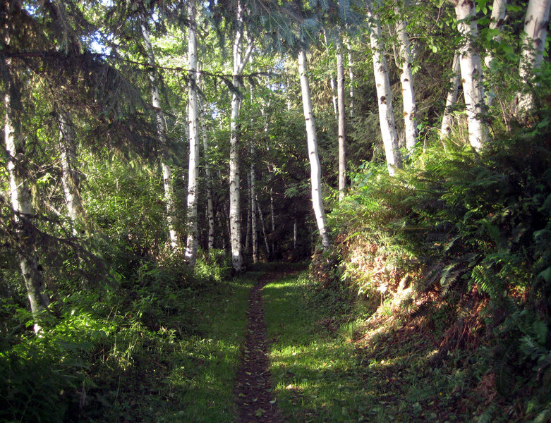 A lovely section of singletrack greets visitors on the Coastal Trail: Flint Ridge Section.