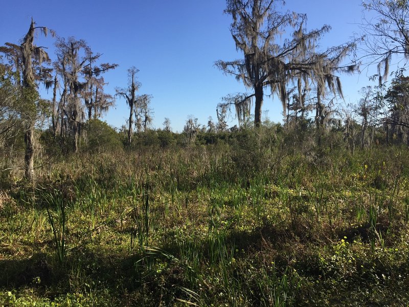 Freshwater marshes adorn the Jean Lafitte National Historical Park and Preserve.