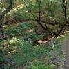 A seasonal stream runs to the left of New Almaden Trail.