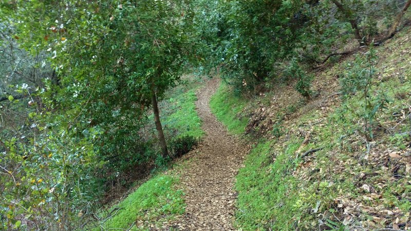 The wooded hillsides of the New Almaden Trail make for a scenic day trip.