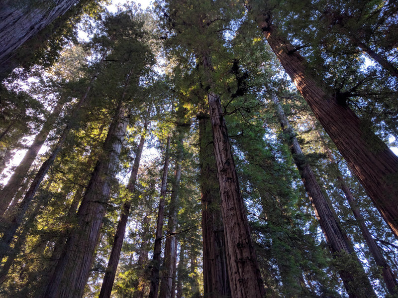 Tall, tall trees along the River Trail.