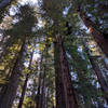 Tall, tall trees along the River Trail.