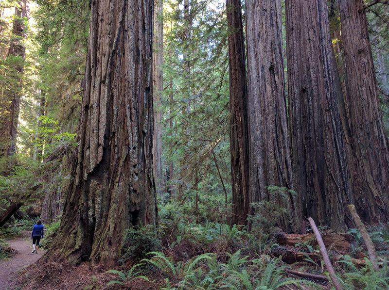 Giants along the Prairie Creek Trail.