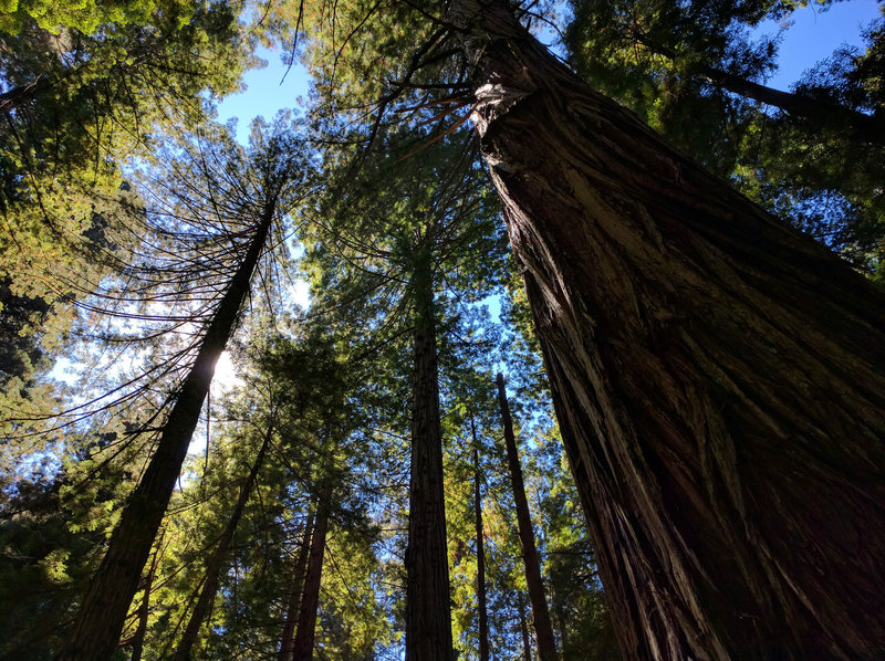 Sunshine filtering through the canopy of trees along the Hope Creek Trail.