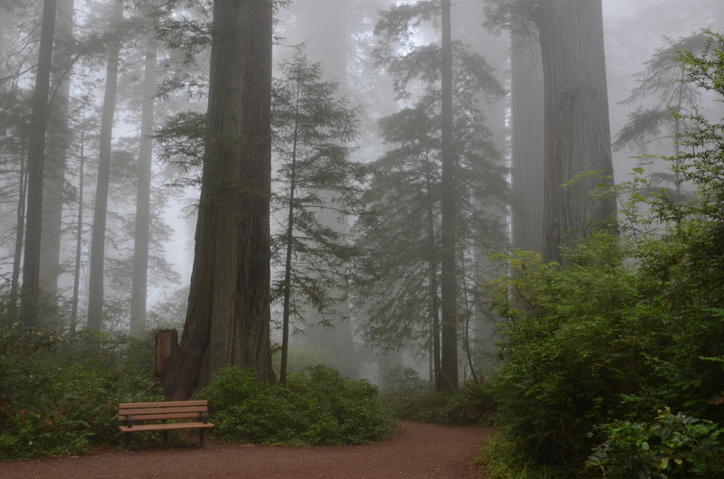 Lady Bird Johnson Grove on a lovely, misty day.