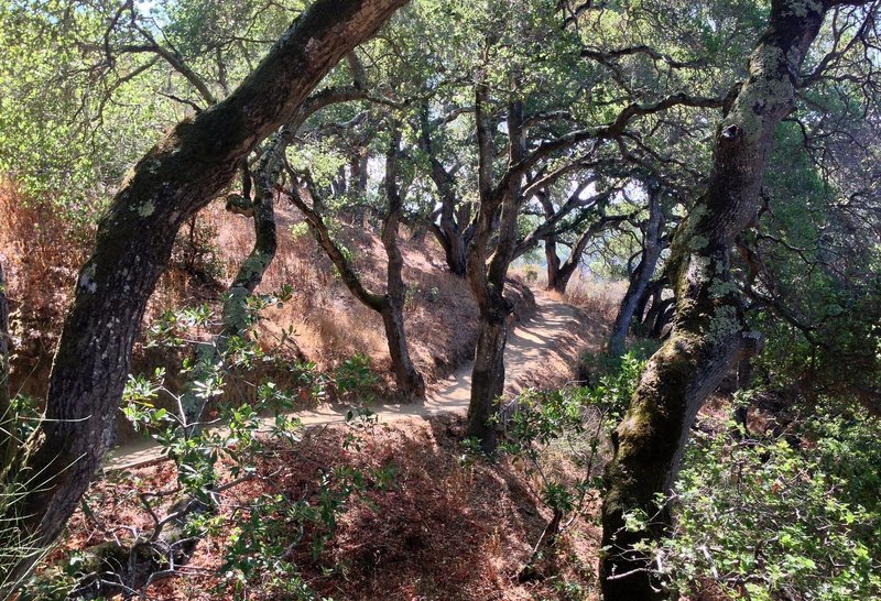 Coast live oaks on the Dick Bishop Trail.