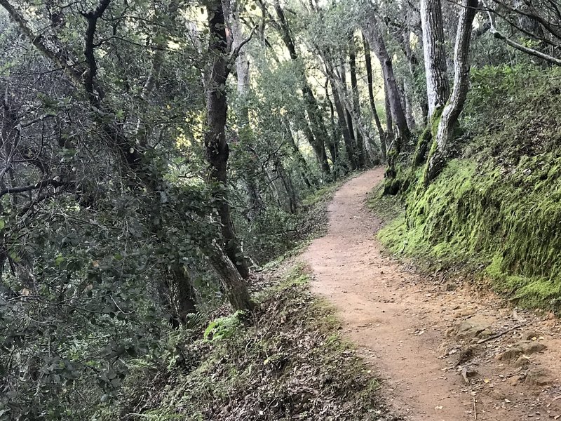 The forests along Cordilleras Creek.