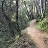 The forests along Cordilleras Creek.