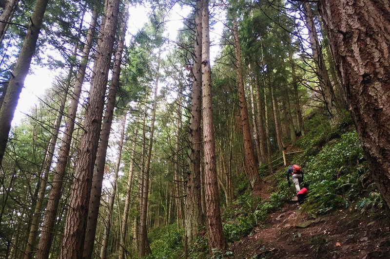 Steep going on Fred's Trail at Little Mountain Park, Mount Vernon, WA.