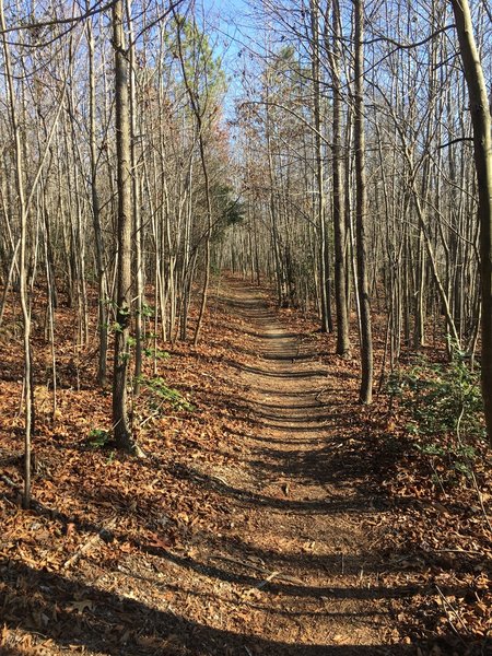 The Saint Mary's Lake Loop Trail offers visitors the serenity only an autumnal forest can provide.