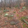 The rocky uphill on Six Penny Trail takes some concentration.