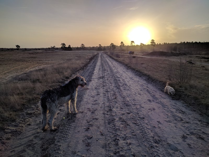 The dogs enjoying the straight and even trail. | Honden gaan zo aan de lijn.