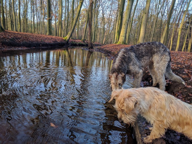 The dogs enjoying a tasty drink at the brook. | Lekker drinken uit de beek.