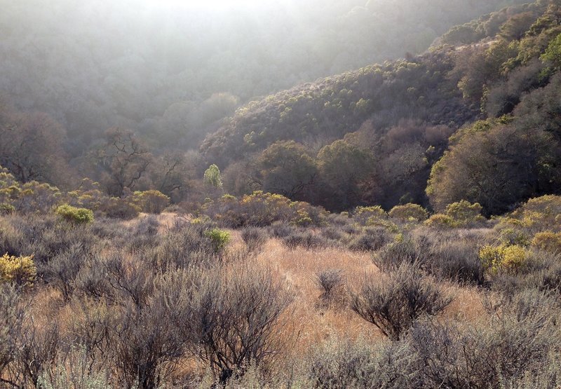 View from Pulgas Ridge Open Space Preserve on the Dick Bishop Trail.