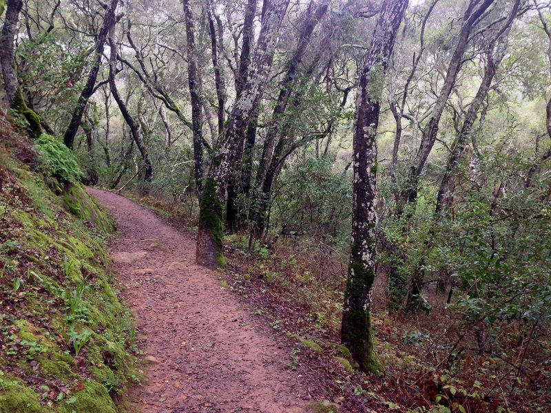 On the Polly Geraci Trail in Pulgas Ridge Open Space Preserve.