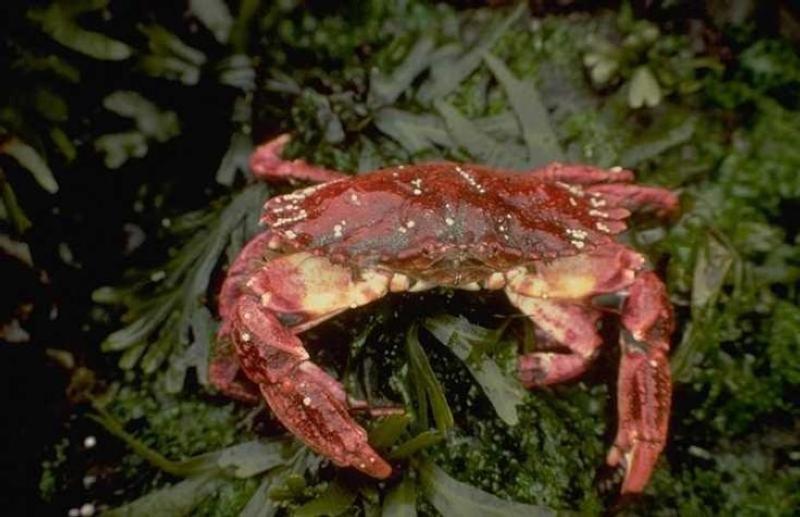 A crab seen in Lagoon Pond.