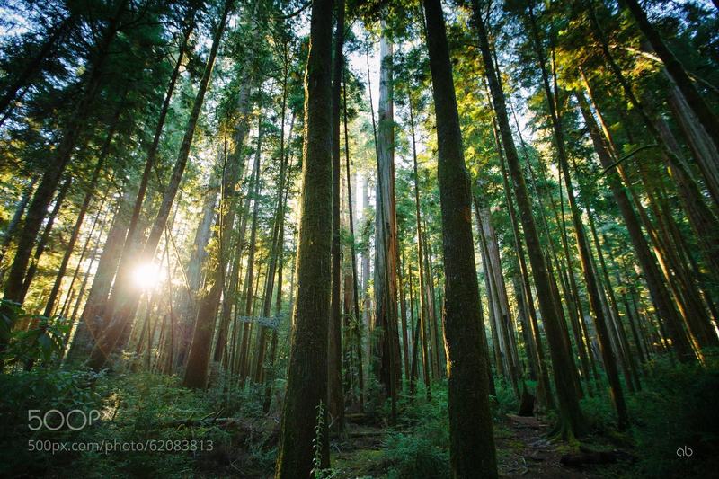 Redwood sunset.