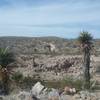 The Palisades Canyon Loop Trail offers plenty of yuccas.