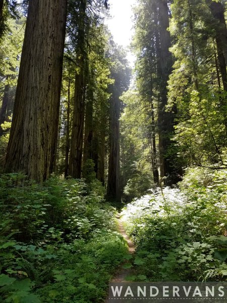 Take in the wonderful redwoods along the Coastal Trail: Last Chance.