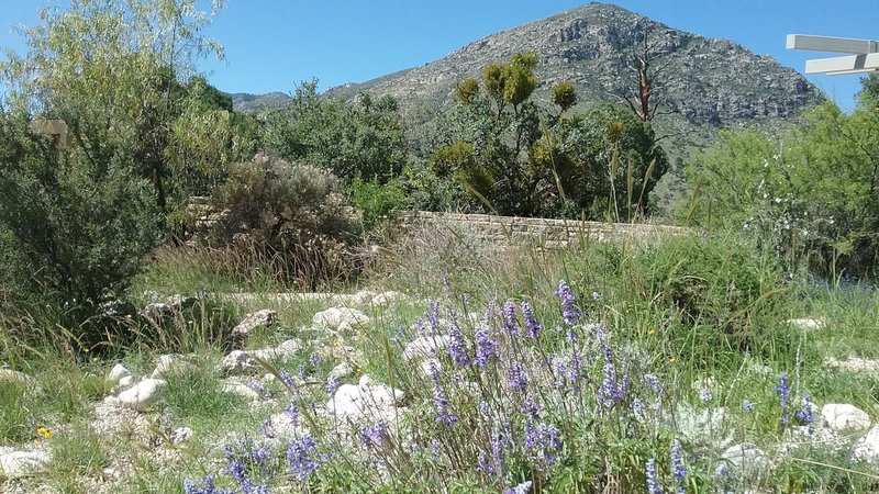 The start of the trail is often peppered with wildflowers.