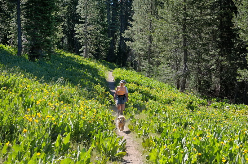 The Switchback Trail winds through carpets of mule's ear in Royal Gorge.