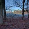 Young pine stand behind a berm of beech and oak.