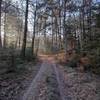 A woodland track traipses through leafy woods.