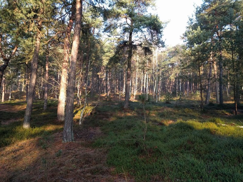 Pine, birch, vaccinium, and partridgeberry grace this part of the forest.