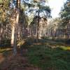 Pine, birch, vaccinium, and partridgeberry grace this part of the forest.