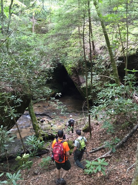 Hikers head down into the North Fork Honey Creek along the Honey Creek Loop.