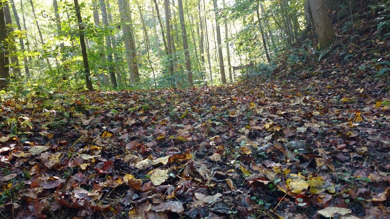 This is the trail intersection with the Sheltowee Trace and the Kentucky Trail (north segment). Notice the turtle hiding in the foreground.