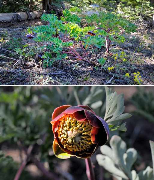 Keep your eyes peeled for flowering brown peony along the Switchback Trail in Royal Gorge.