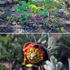 Keep your eyes peeled for flowering brown peony along the Switchback Trail in Royal Gorge.