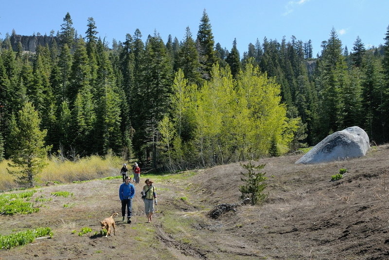 Hiking through sierra meadow on Hellman's Way trail in the Royal Gorge area.