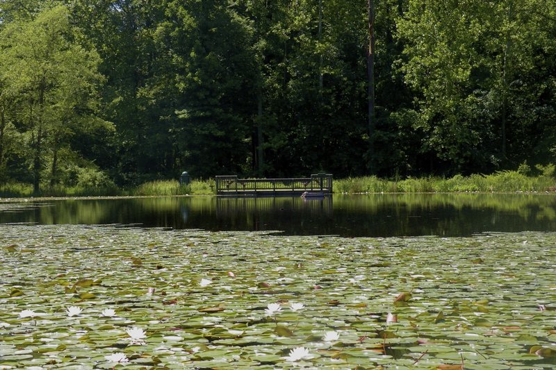 A gorgeous lily pond awaits visitors to Ellanor C. Lawrence Park.